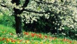 Szép, tavaszi idő lesz egész hétvégén