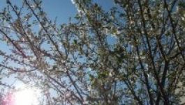 Hivatalosan is megkezdődött a tavasz