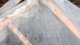 Ürülék hull az égből Suceava megyében