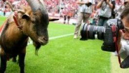 Elszabadult az FC Köln kabalakecskéje (VIDEÓ)