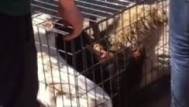 Hatósági mészárlás volt a Négy Mancs bukaresti kutyaklinikáján