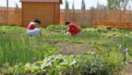 Közösségformálás kertészkedéssel a gyergyói „lecsó-kertben