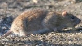 Rágcsálóirtó csalók verik át a háromszékieket