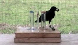 A varjú olyan okos, mint egy 7 éves gyerek