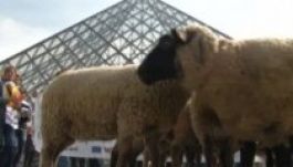 A Louvre-ban terelgették a juhokat (VIDEÓ)