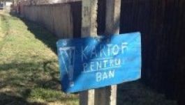 Ilyen a székelyföldi pityókamarketing (FOTÓ)