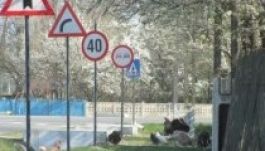 A sofőrök pokla egy Ialomiţa megyei falu