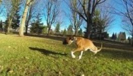 Megható videó készült a leghíresebb kétlábú kutyáról