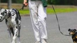 Számolják a kutyákat Sepsiszentgyörgyön