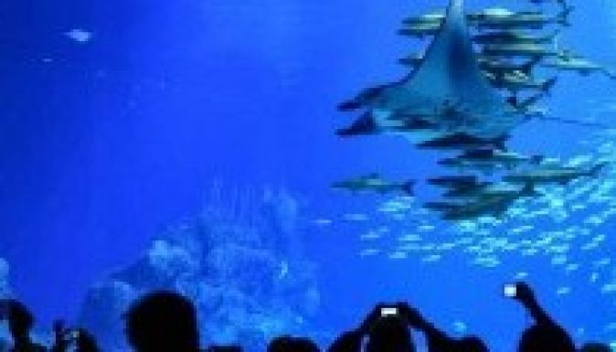 Rekordméretű akvárium nyílt Csuhaj városban