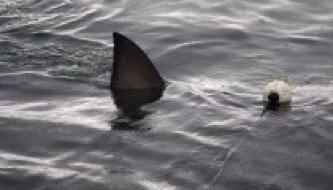 63 éves nőt marcangolt szét egy cápa Új-Dél-Wales partjainál