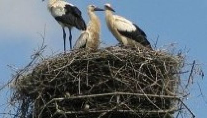 Különös figyelmet kapnak a gólyák Érendréden