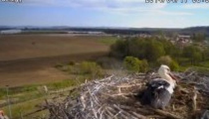 Itt nézheti élőben a gólyák költését