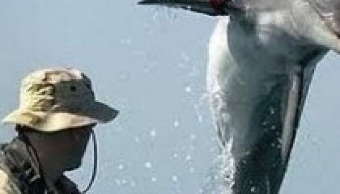 Delfineket és oroszlánfókákat is visznek a NATO hadgyakorlatára