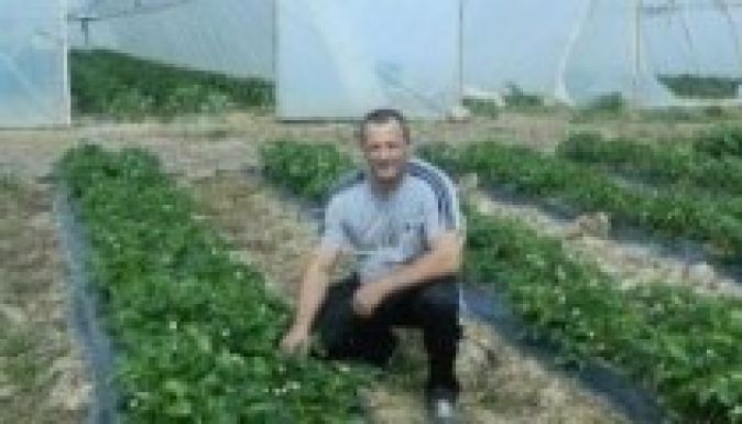 Már kapható a halmi eper, egyelőre csak Szatmáron