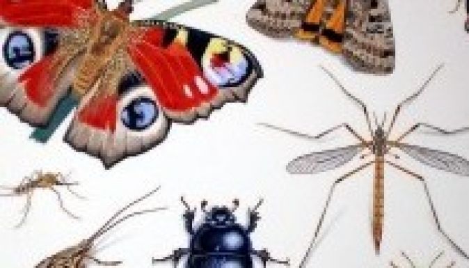 „Bogaras” családi nap Székelyudvarhelyen