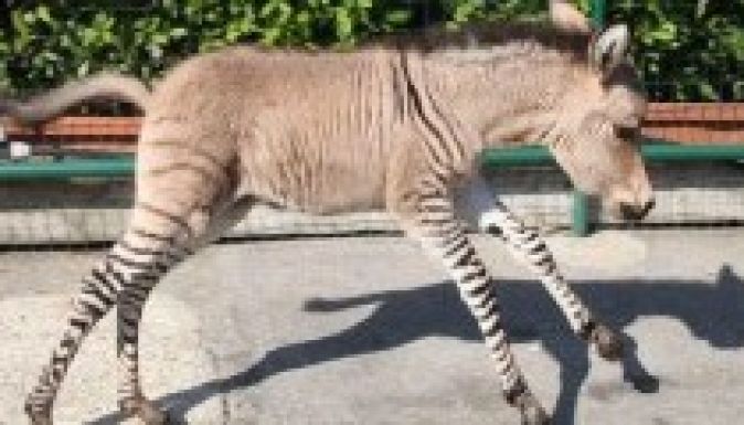 Imádnivaló kisállat született egy zebra és egy szamár románcából - videó