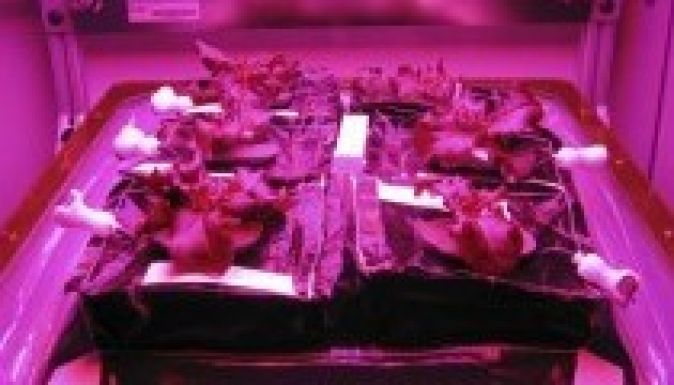 Májusban kóstolhatják meg az első űrsalátákat