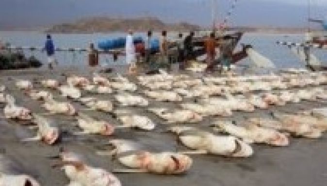 Több mint száz cápát ejtettek el az ausztrál partoknál