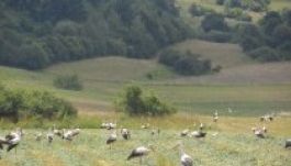 Az európai gólyafalu címre pályázik a székelyföldi Barátos