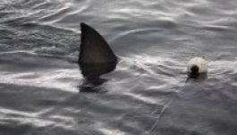 63 éves nőt marcangolt szét egy cápa Új-Dél-Wales partjainál