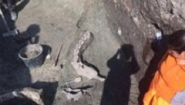 Tevecsontvázra bukkantak Temesvár főterén