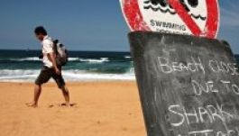 Brutális cápatámadás: csak az úszósapkáját találták meg egy nőnek