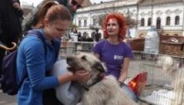 Kóbor kutyákat fogadhattak örökbe a kolozsváriak (GALÉRIA)