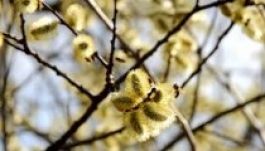 Előrejelzés: ilyen lesz az időjárás virágvasárnapkor