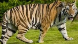 Az éhhalál küszöbén az ukrán állatkertek több ezer lakója