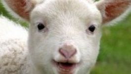 Várhatóan nem drágul a bárányhús a tavalyhoz képest