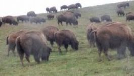 Kolozsvár mellett nyílt meg Európa legnagyobb bölényfarmja