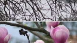 Így néz ki a tavasz Nyárádszeredában és Csíkszeredában