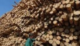 Bíróságra mennek a civilek a Schweighofer ellen