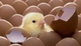 Friss tojást vittünk haza, vagy záptojást? Garantált tojás-teszt