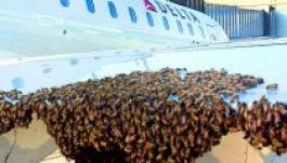 Méhek kényszerítettek landolásra egy repülőgépet