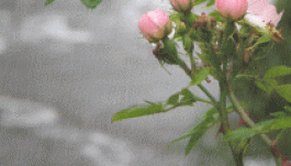 Esős, meleg időt jósolnak a meteorológusok