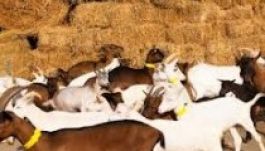 Ellenőrzik a gazdatámogatásokkal való visszaéléseket