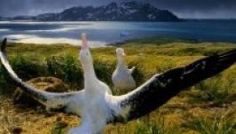 Egyes állatfajok hűségesebbek egymáshoz, mint az emberek