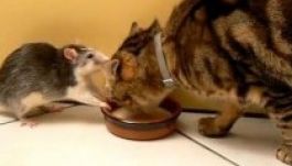 Ők ketten az igazi Tom és Jerry (VIDEÓ)