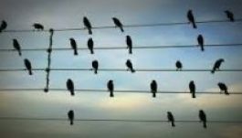 A madarak drótraszállása már zene (VIDEÓ)