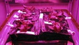 Májusban kóstolhatják meg az első űrsalátákat