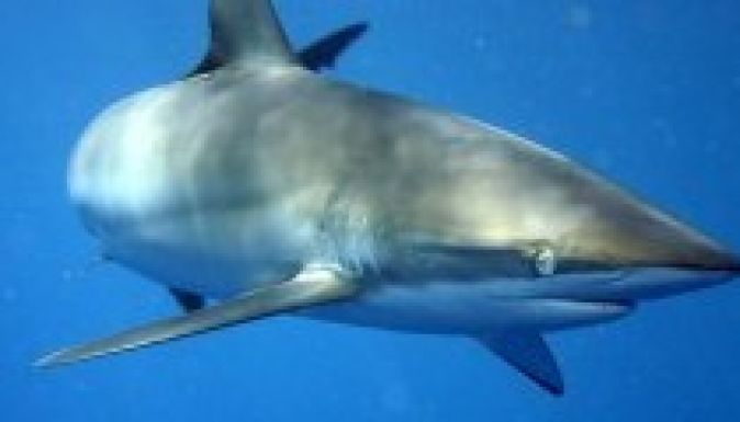 Filmező magyar búvárra támadt egy cápa