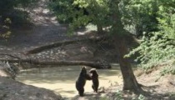 Gyermektábor létesítését tervezik a zernyesti medverezervátumban