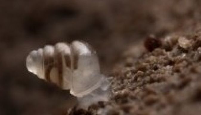 Kiválasztották az elmúlt év legkülönlegesebb új fajait (GALÉRIA)