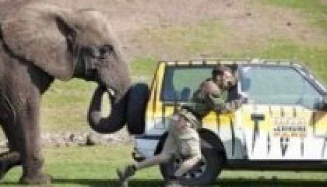 Szafari parki elefánt selfiezett „saját ormányúlag”