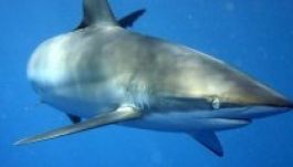 Filmező magyar búvárra támadt egy cápa