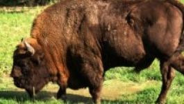 Visszatelepítik a bölényeket a Déli-Kárpátokba