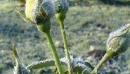 Fagypont alá csökkent a hőmérséklet Hargita megyében