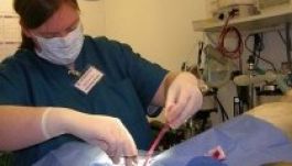 Ingyen ivartalanítanak német állatorvosok Csíkszeredában